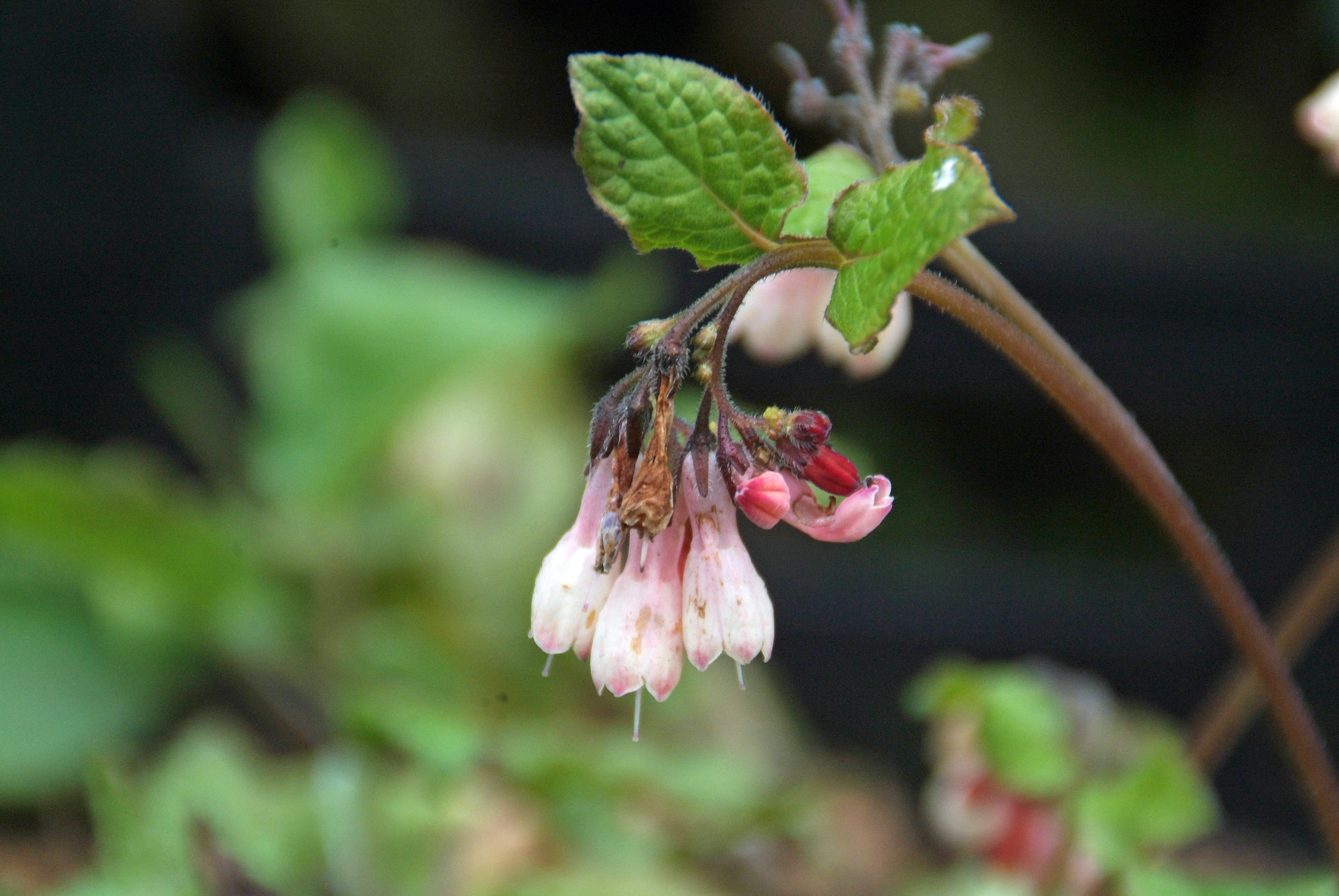 Symphytum grandiflorum 'Wisley Blue' Smeerwortel bestellen